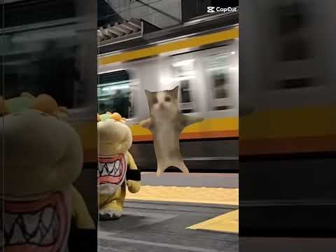 電車撮っていたらハッピー猫居たw。