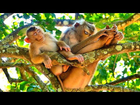 Perfectly../// Tiny Monkey LEO climbs a tree to help comfort his Mum until LEO falls asleep.