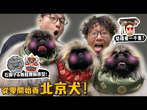 【從零開始養】北京犬!慈禧太后為何養1000隻?平民養會被砍頭?德爺超愛像笑笑羊?像拖把?跟可卡犬一樣難顧?【許伯簡芝】京巴?哈巴狗?Pekingese dog