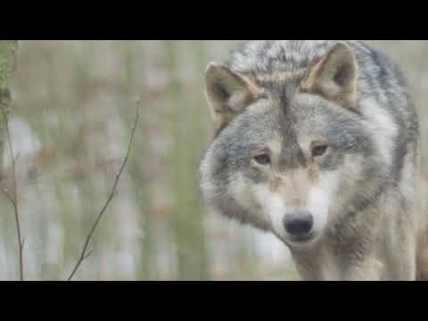 Wolf | Copyright Free Video Footage