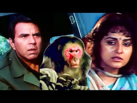 बंदर ने बताया अगवा हुई धर्मेंद्र की बीवी को - Kundan | Dharmendra | 90s Action Hit Movie