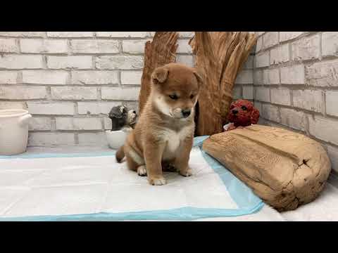 Red Shiba Inu - Millie