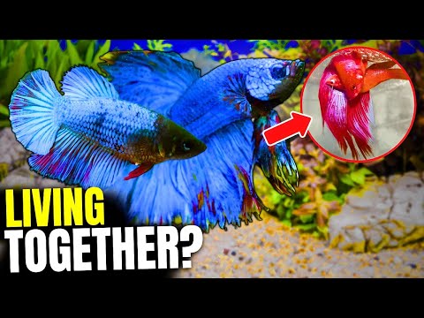 Can A Male And Female Betta Live Together? (Here's How)