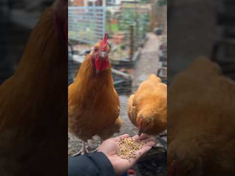 Taming chicken #chicken #shorts