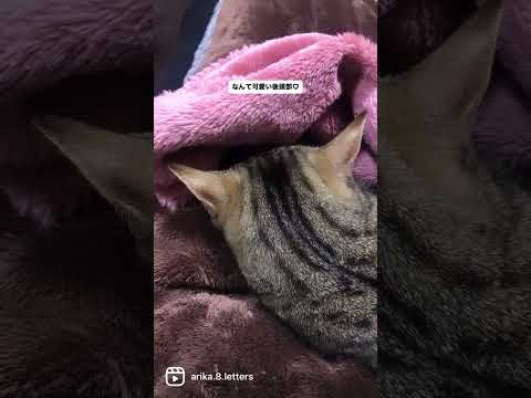 【眠りについた後頭部】猫の可愛い後頭頭