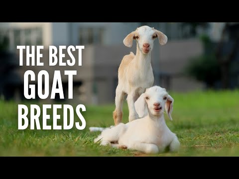 The 15 Best Types of Goats for Your Farm