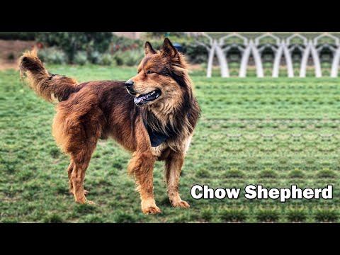 Thinks To Know Before Buying Chow Shepherd | Chow Chow German Shepherd Mix