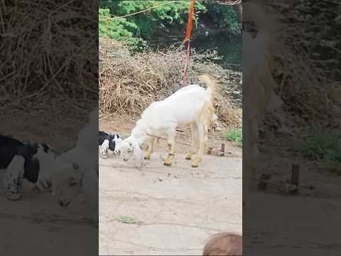 My vlog bahut dino bad #cutebaby #babygoatlove #cuteanimal