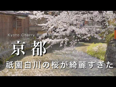 Kyoto] The cherry blossoms along the Gion Shirakawa River are too spectacular.