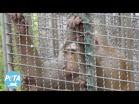 Monkey in Thailand Caged in Sun Without Water