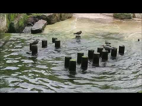 海鳥のコーナー