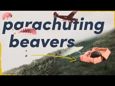 They Parachuted Beavers in the 1940s - here’s why