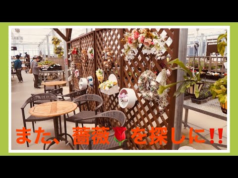 【憩の農園】西尾憩の農園に薔薇🌹を探しにまた、行って来ました♪