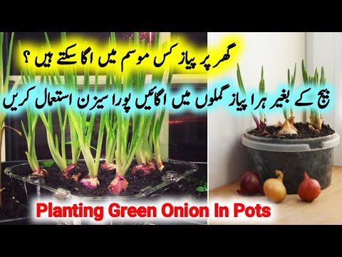 How To Grow Green Onions At home/Grow Onion In pots/How To Plant Onion in winter