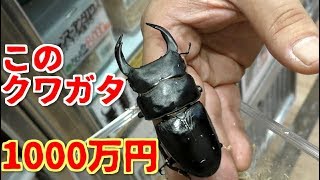 A stag beetle that used to cost 10 million yen! ?? What is the reason···