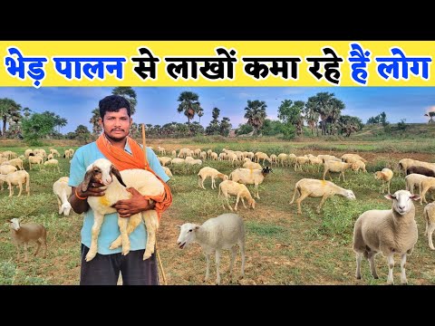 भेड़ पालन की पूरी जानकारी | Sheep farming | Sheep palan