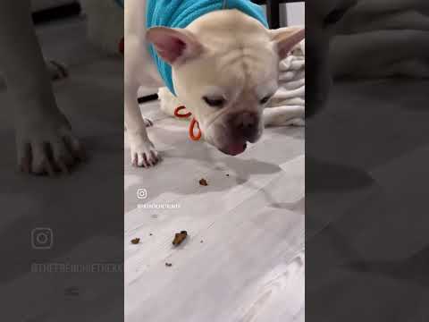 Yummy Dog Treats | #Shorts #Dogs