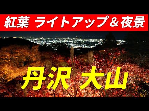 丹沢 大山 紅葉 ライトアップ&夜景 2024年11月28日 大山阿夫利神社 大山寺