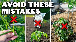 5 Tomato Grow Mistakes To Avoid