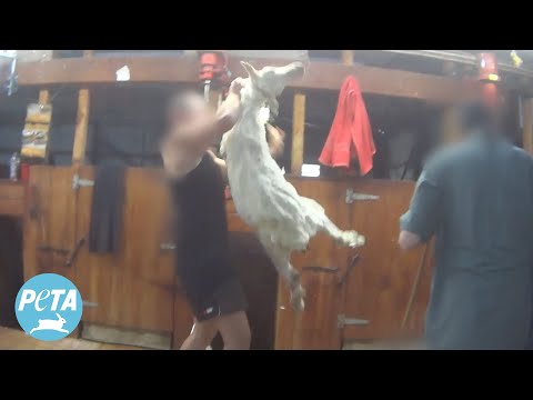 New Zealand “ZQ” Wool Investigation: Workers Caught Punching, Kicking, and Killing Sheep