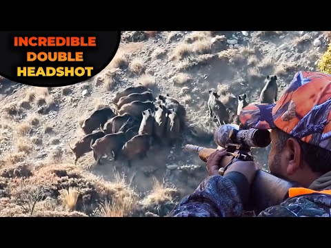 INCREDIBLE WILD BOAR HEADSHOT - TEK ATIŞTA İKİ DOMUZ DÜŞTÜ - CHASSE AU SANGLIER