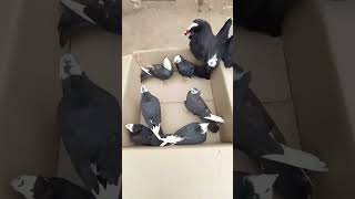 7 New Mukhi Pigeon 💞|| Mukhi Kabootar Video ||#Shorts