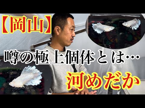 【岡山】極上個体が凄かった！めだか飼育場訪問(河めだか)