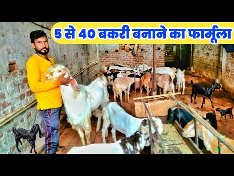 झारखंड के इस किसान से सीखें छोटे कमरे में बकरी पालन कैसे करें | Goat breeding farm