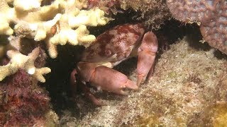 「海洋酸化」讓貝類難生存 軟絲胚胎死亡　20180406 公視中晝新聞