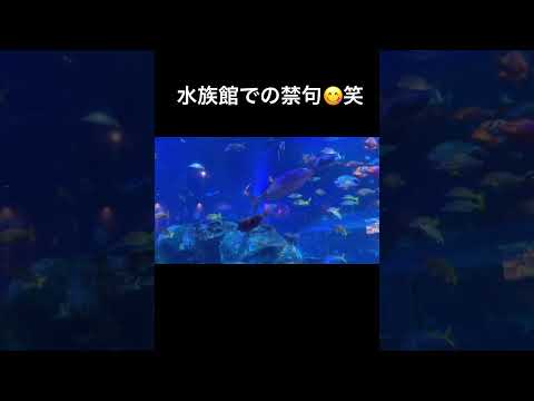 美味しそう🫢笑#shorts#vlog#カップル#水族館#ゆうあい