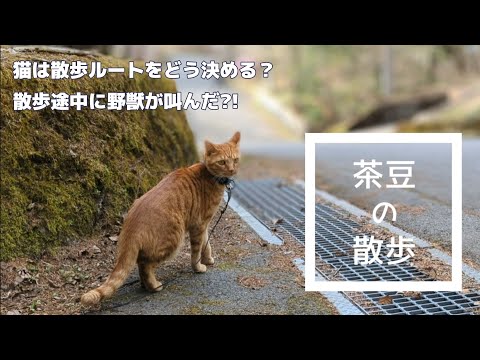 猫は散歩ルートをどう決めるのか？散歩中に野獣の鳴き声か？！　No114