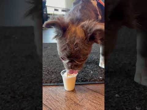 Bootsy vs. PUPCUP 😂 Fluffy French Bulldog ❤️ #puppy #frenchie #pupcup #starbucks #shorts #dog #cute