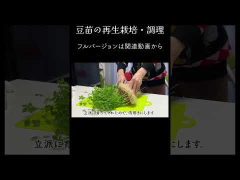 【ダイジェスト】豆苗を育てて簡単肉巻きを作ります【再生栽培】#shorts #豆苗  #料理 #再生栽培 #ピカピカ暮らしずむ