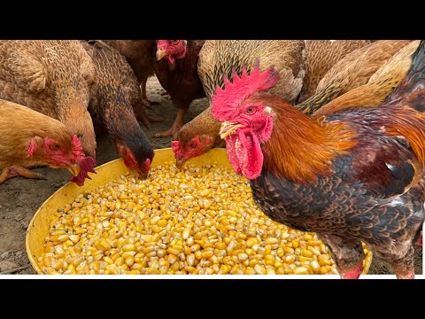 How to raise chickens in winter - what to feed chickens in winter - Chicken Farm.