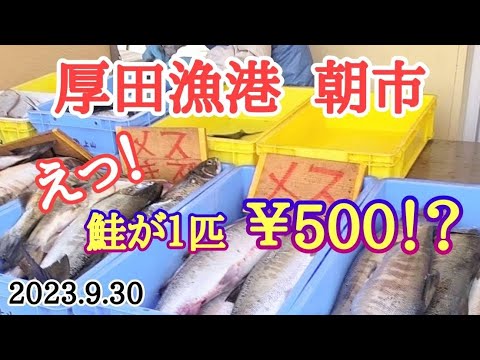 【北海道】秋鮭求めて厚田港朝市へ🐟️売場は鮭だらけ🤩今後の朝市情報も🔎