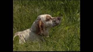 The Setter - Pet Dog Documentary English