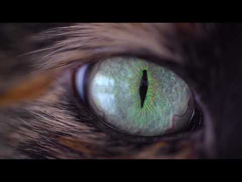 Cat Eye | Copyright Free Video Footage