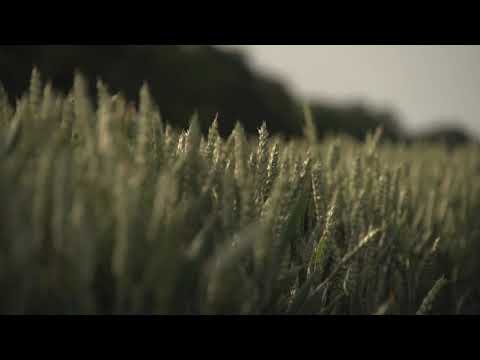 Wheat Field | Copyright Free Video Footage