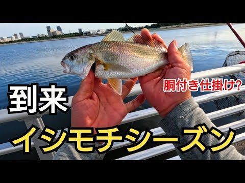 6月下旬、夏の【イシモチ】シーズン突入！胴付き仕掛けでよく釣れてる?