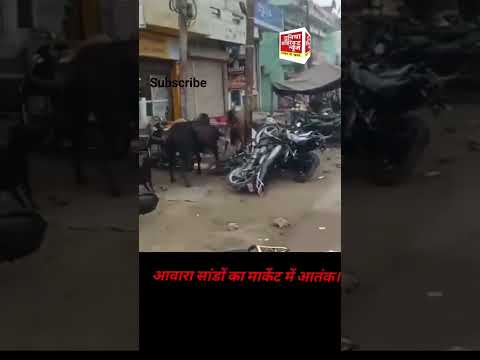 आवारा सांडों का आतंक। #DuniyaDirectNews #सांड #news