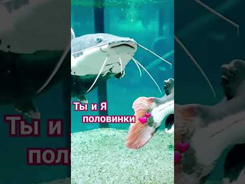 Половинки #длянастроения #слюбовью #спокойствие