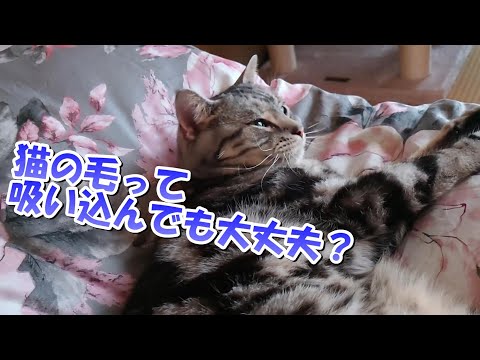 猫の毛って吸い込んでも大丈夫なの？猫吸い（アメリカンショートヘア、猫雑学）