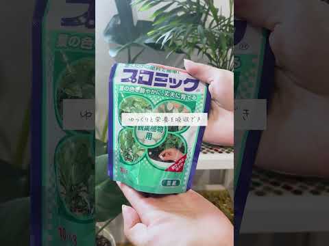 🍀成長が緩やかに？秋の肥料選びのコツ🍀【☘Life with Houseplant】10-2