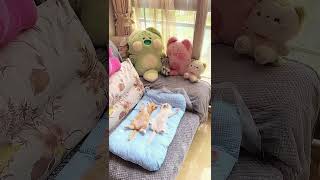 かわいい甘えん坊子猫赤ちゃん楽しい瞬間動画fun Moment Video of a Clingy Kitten Baby#cute kitty shorts#猫カップル会話家族暮らしビデオ映像