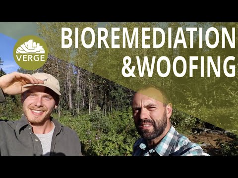 Bioremediating Banks Using Willow Stakes