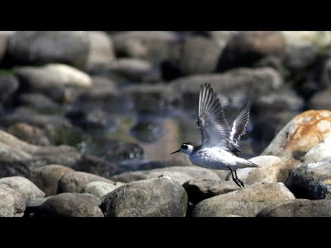 東港鎮的紅領瓣足鷸Phalaropus lobatus  （2024 10 08）