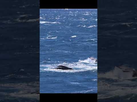 Heartwarming moment: Mom and Baby Humpback Whales playful splashing