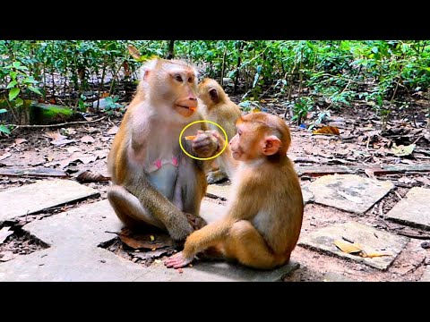 Lovely activities../// Tiny Monkey LEO tries to grab food from Mom Libby, Libby is feel bored.