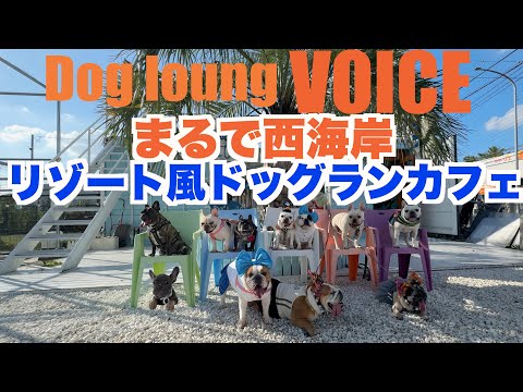 まるで西海岸 リゾート風ドッグカフェ Dog loung VOICE 【 フレンチブルドッグ french_bulldog 】