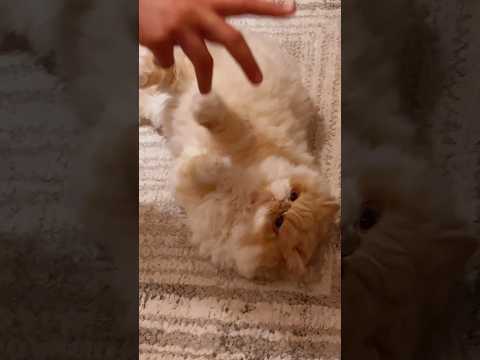 I love when he plays like this 🤣 | cats | animals